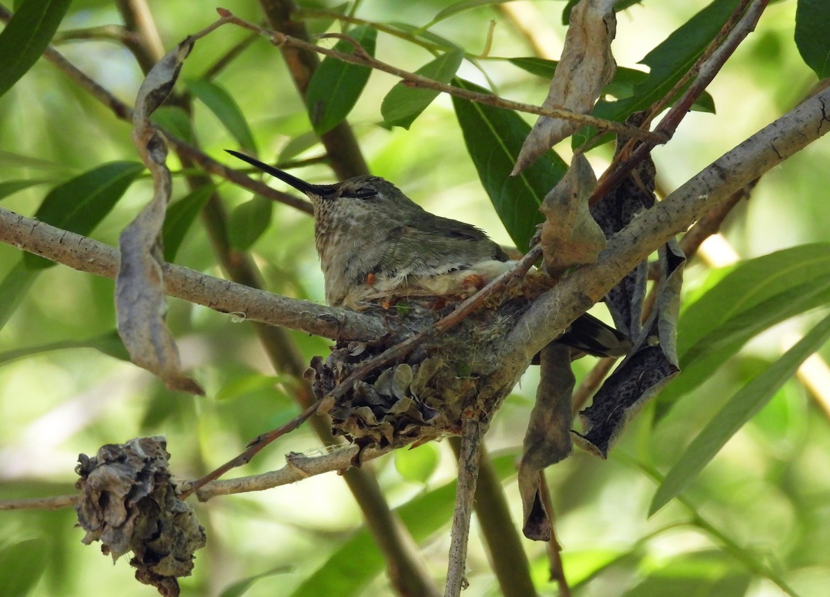 Anna's Hummingbird - ML152883581