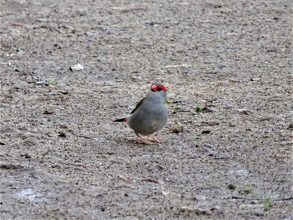 Red-browed Firetail - ML152883651