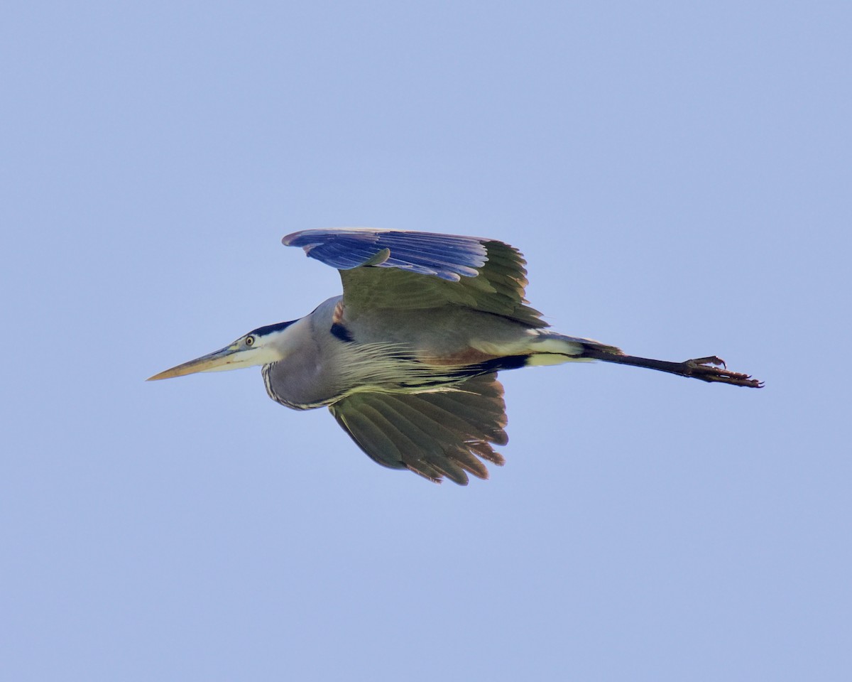 Great Blue Heron - Charlotte Allen