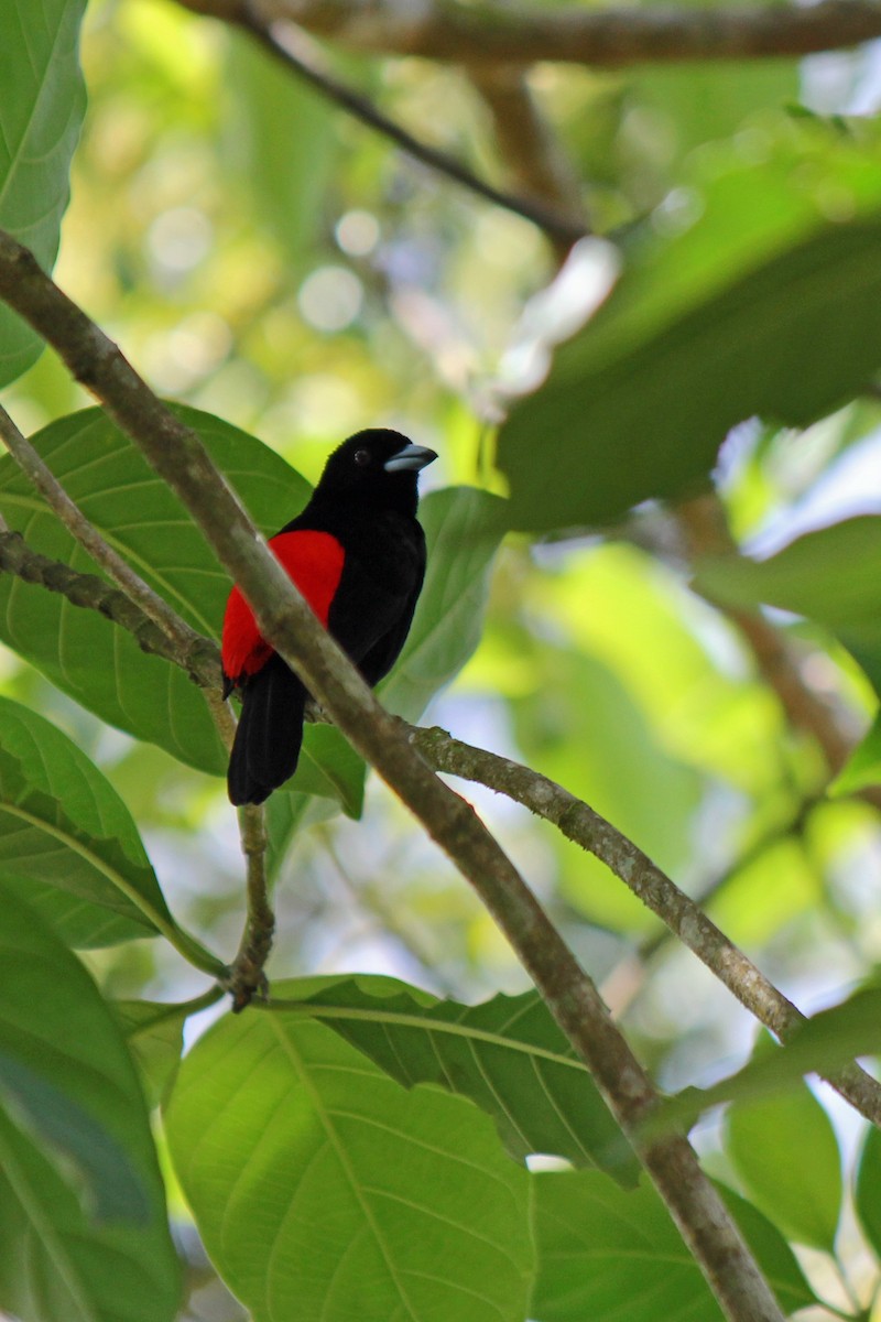 Scarlet-rumped Tanager - ML152884031