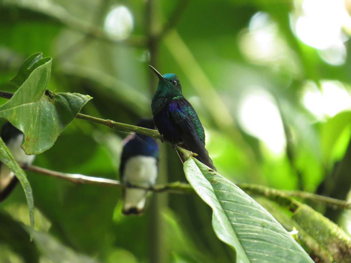 Crowned Woodnymph (Green-crowned/Emerald-bellied) - ML152884101