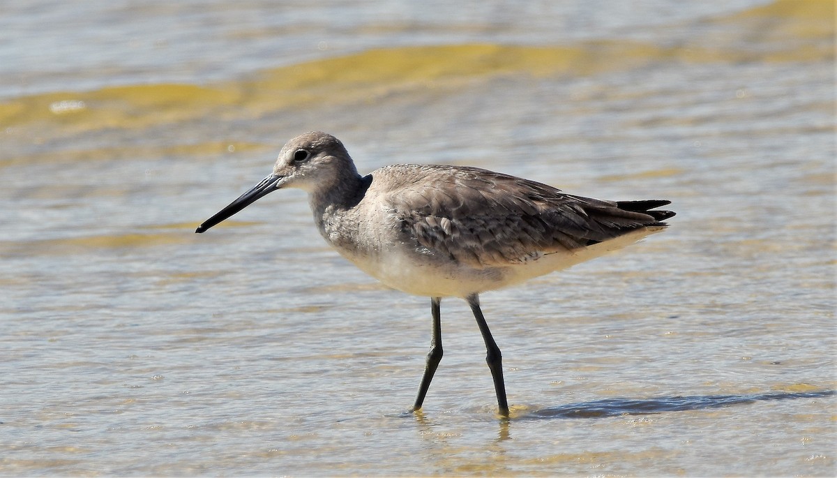 Willet - Ed Leigh