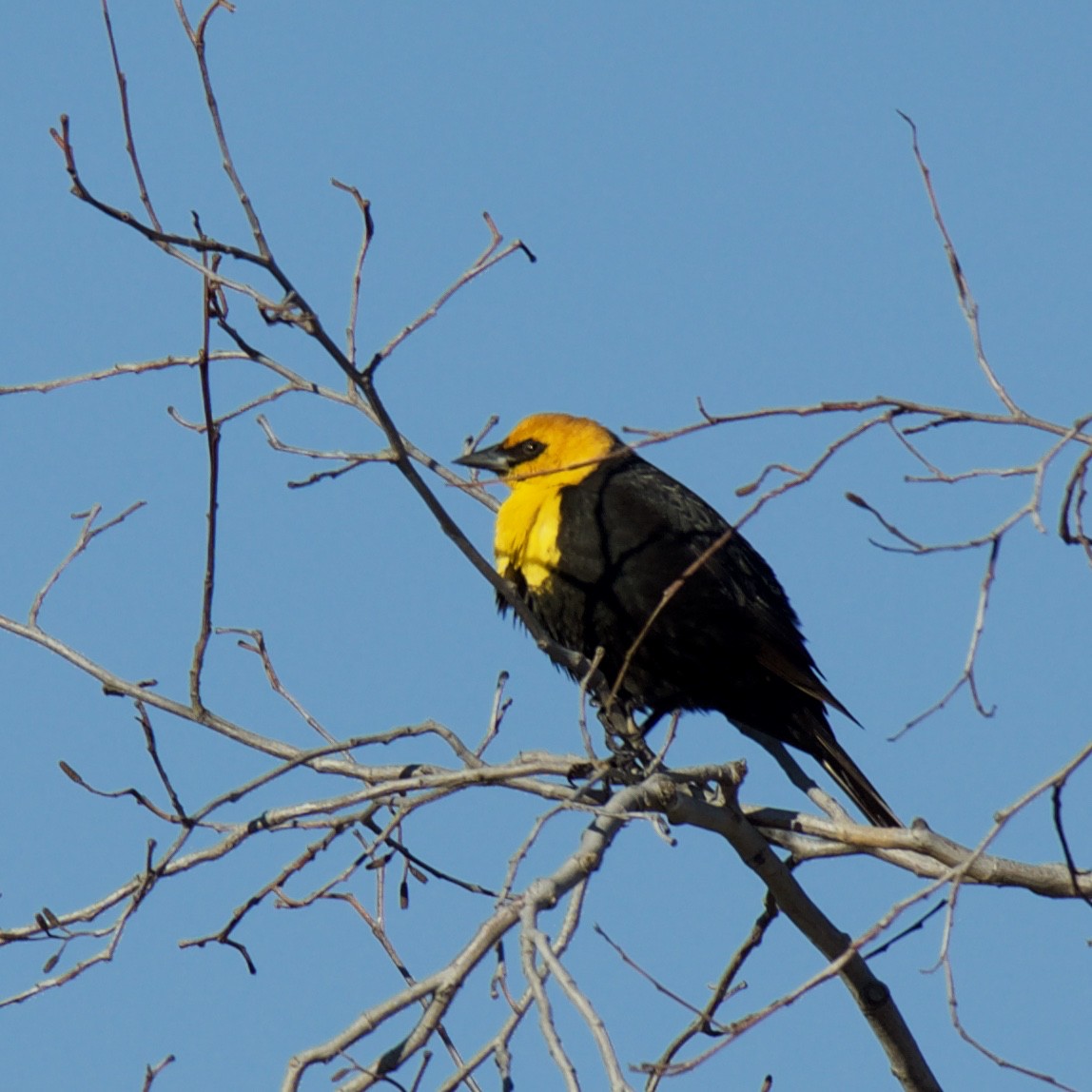 Yellow-headed Blackbird - ML152884751