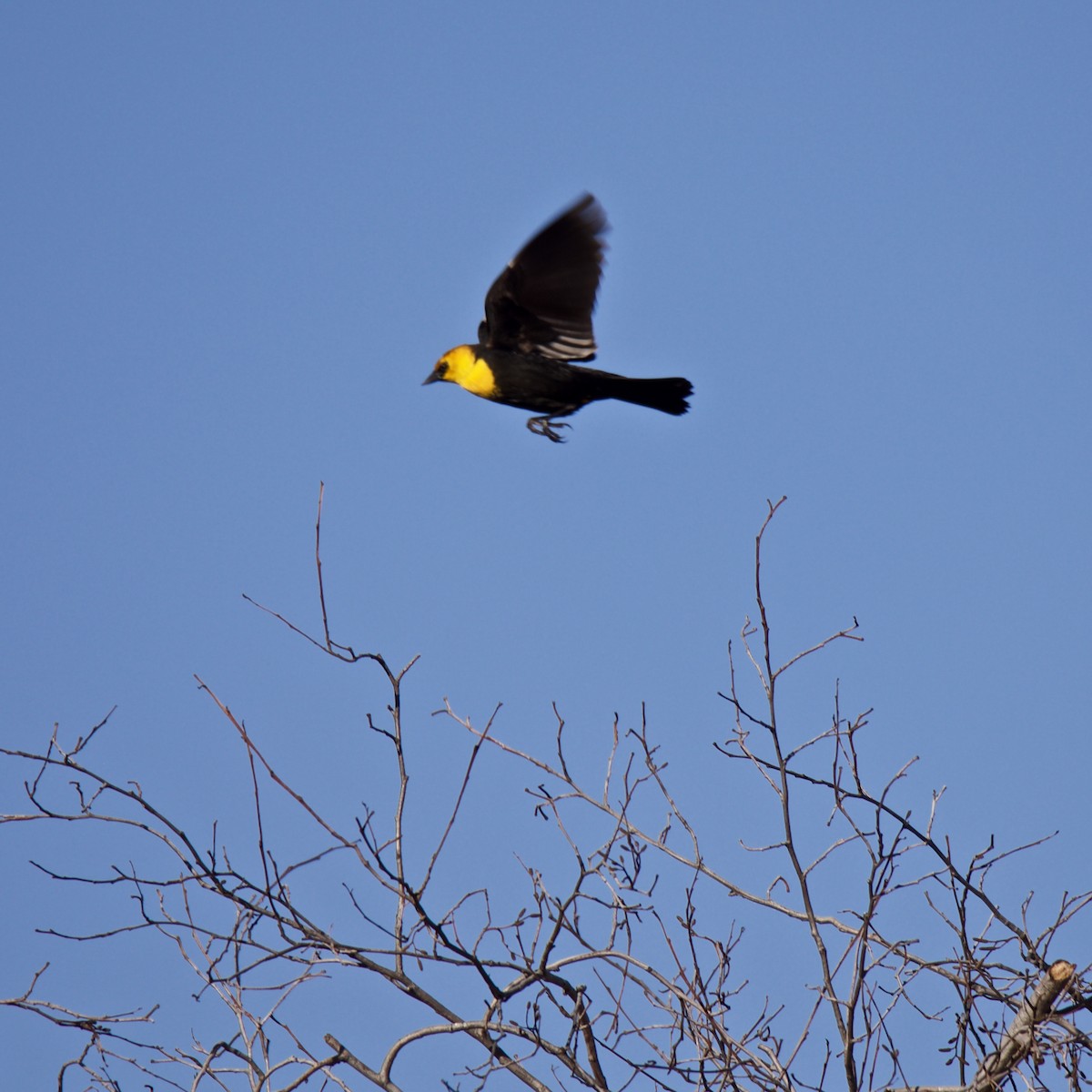 Yellow-headed Blackbird - ML152884771