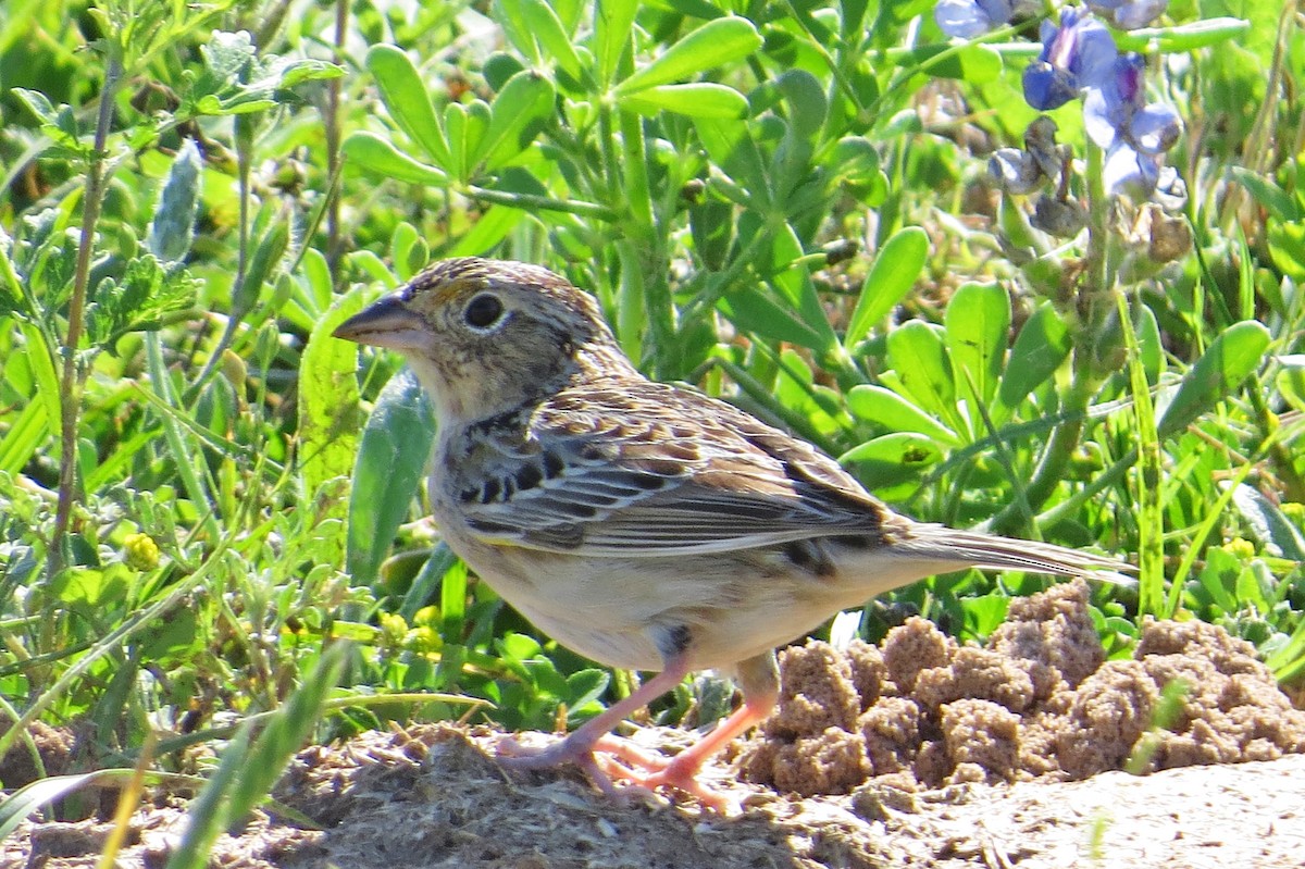 Grasshopper Sparrow - ML152885281