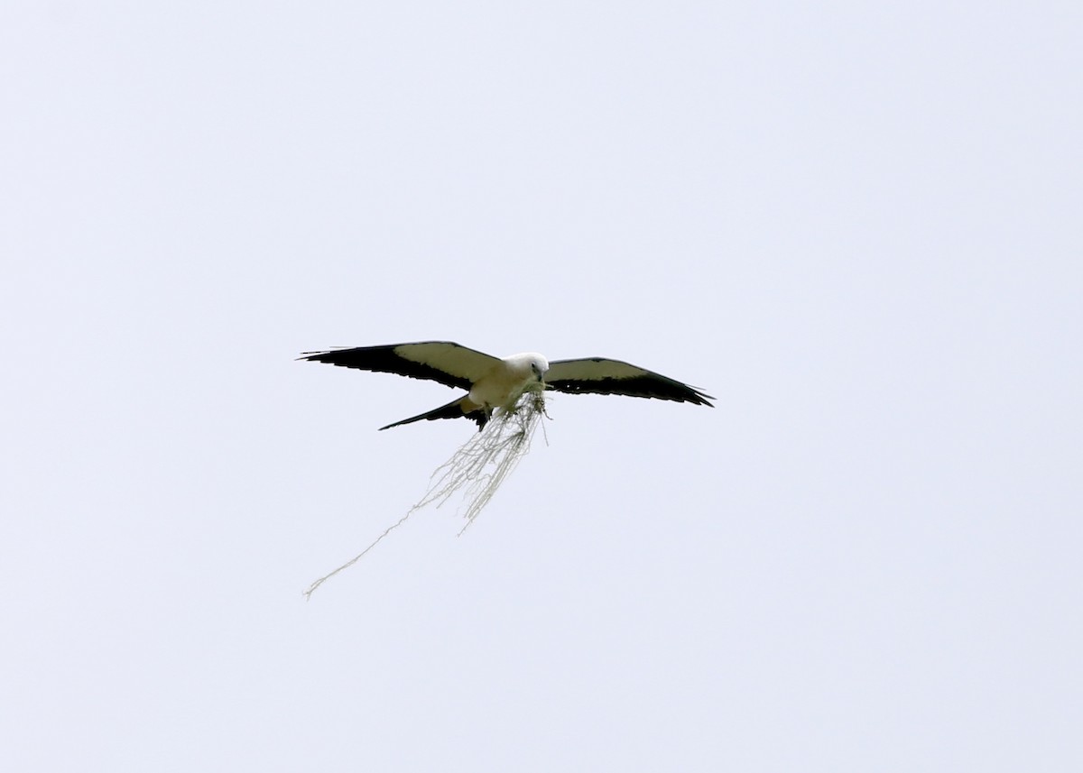 Swallow-tailed Kite - ML152885321