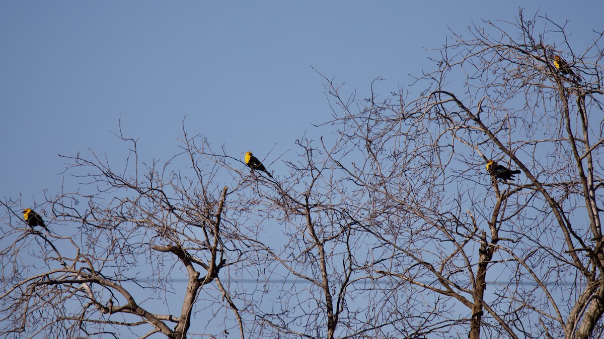 Yellow-headed Blackbird - Charlotte Allen