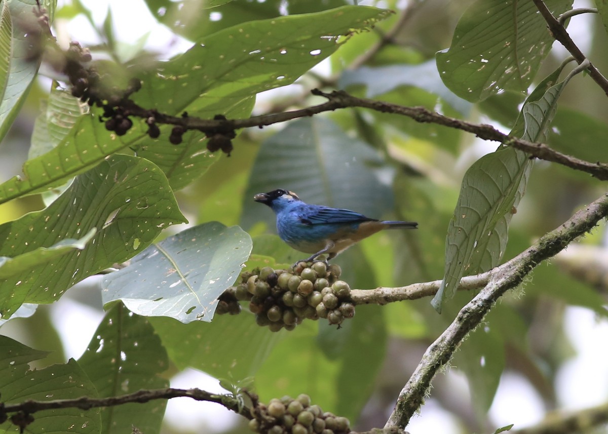 Golden-naped Tanager - ML152885631