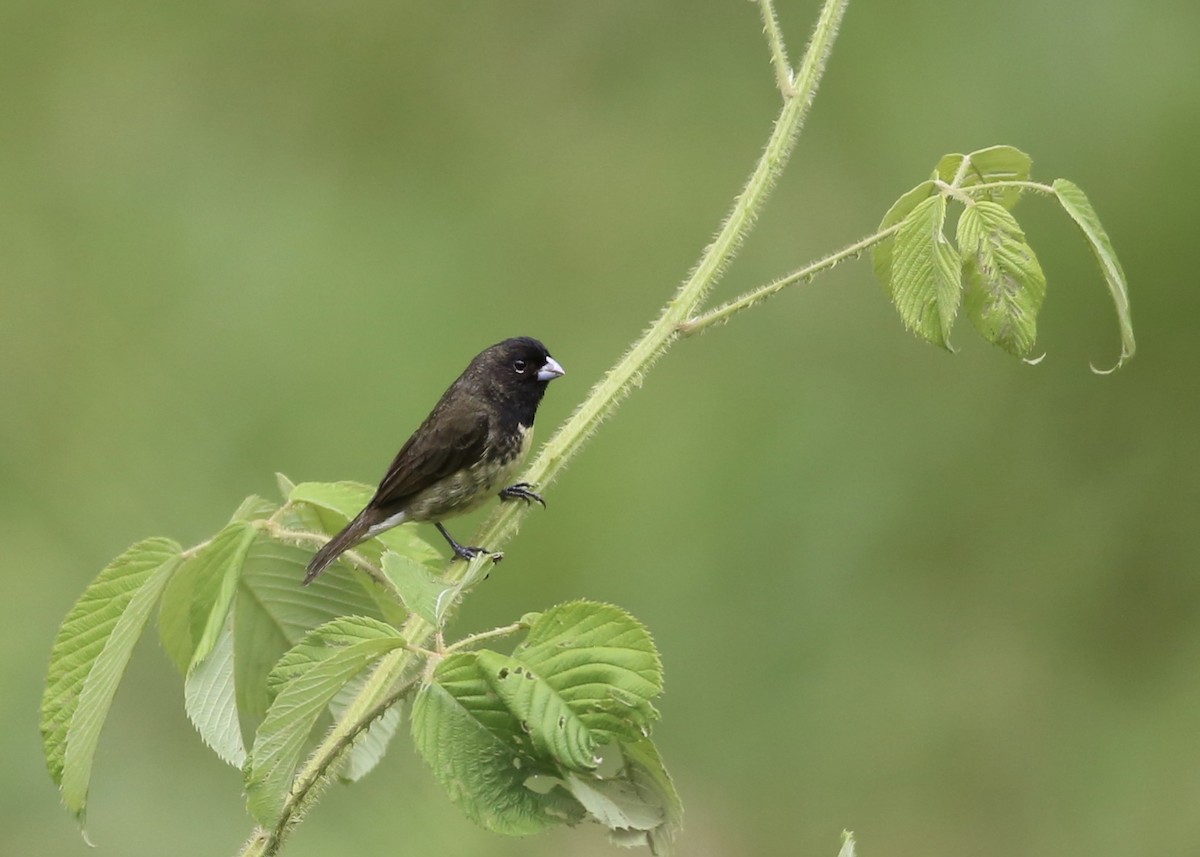 Yellow-bellied Seedeater - ML152885981