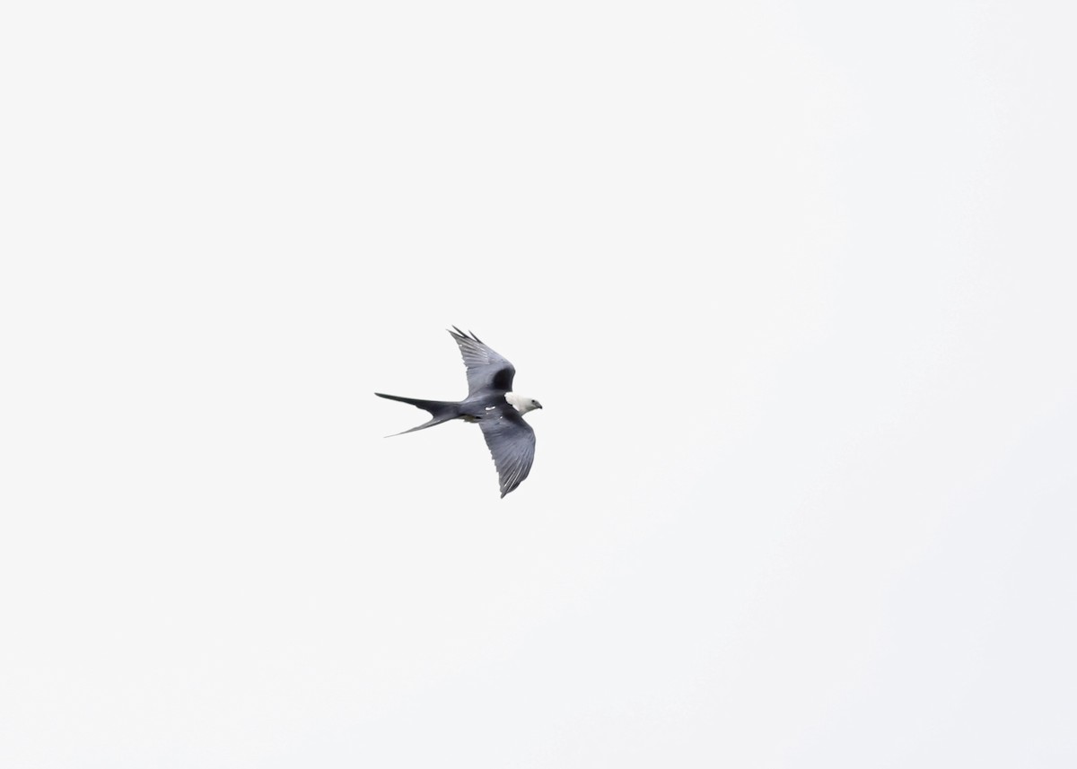 Swallow-tailed Kite - ML152886091