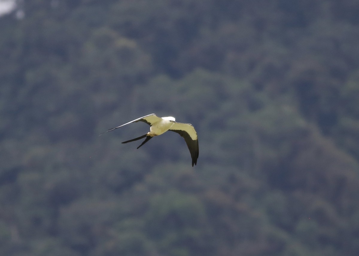 Swallow-tailed Kite - ML152886101