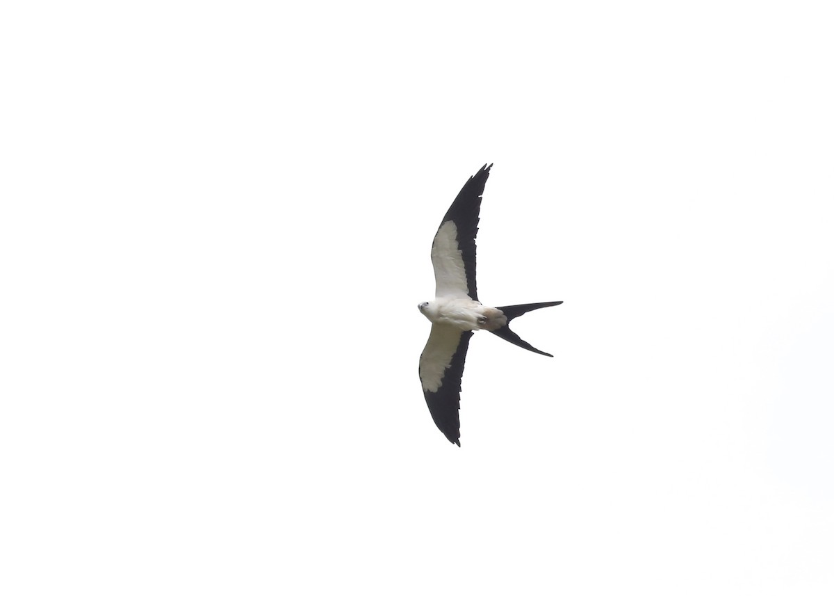 Swallow-tailed Kite - ML152886111