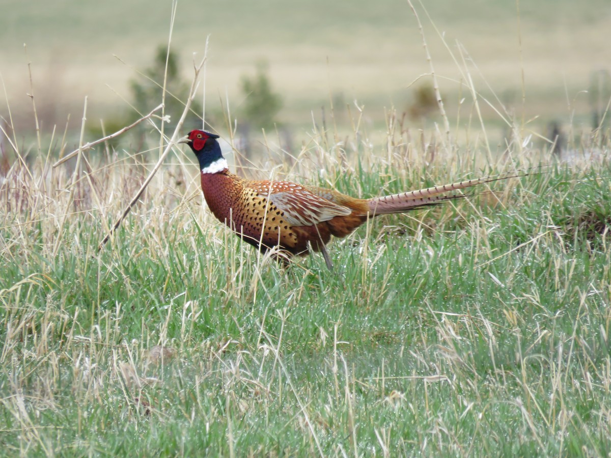 Ring-necked Pheasant - Del Nelson