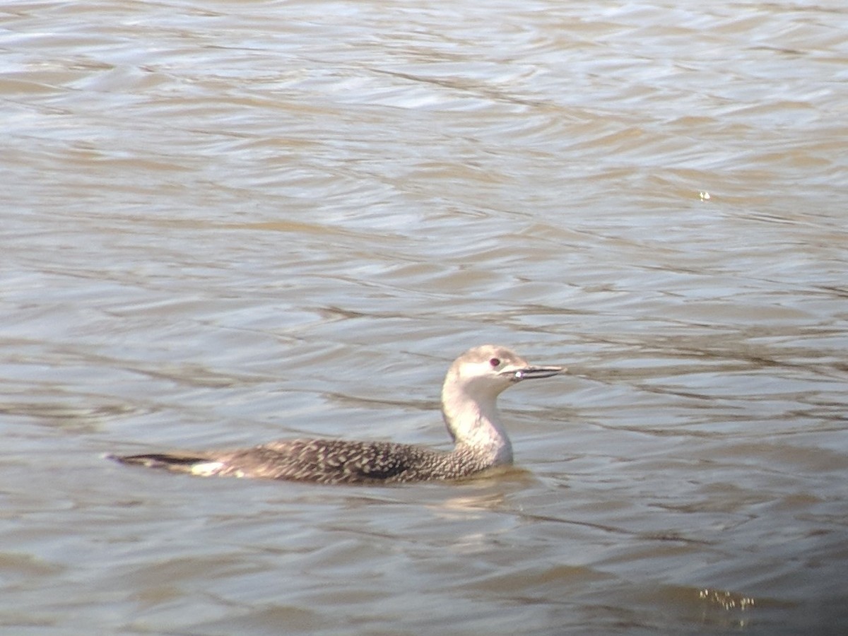 Red-throated Loon - ML152888141