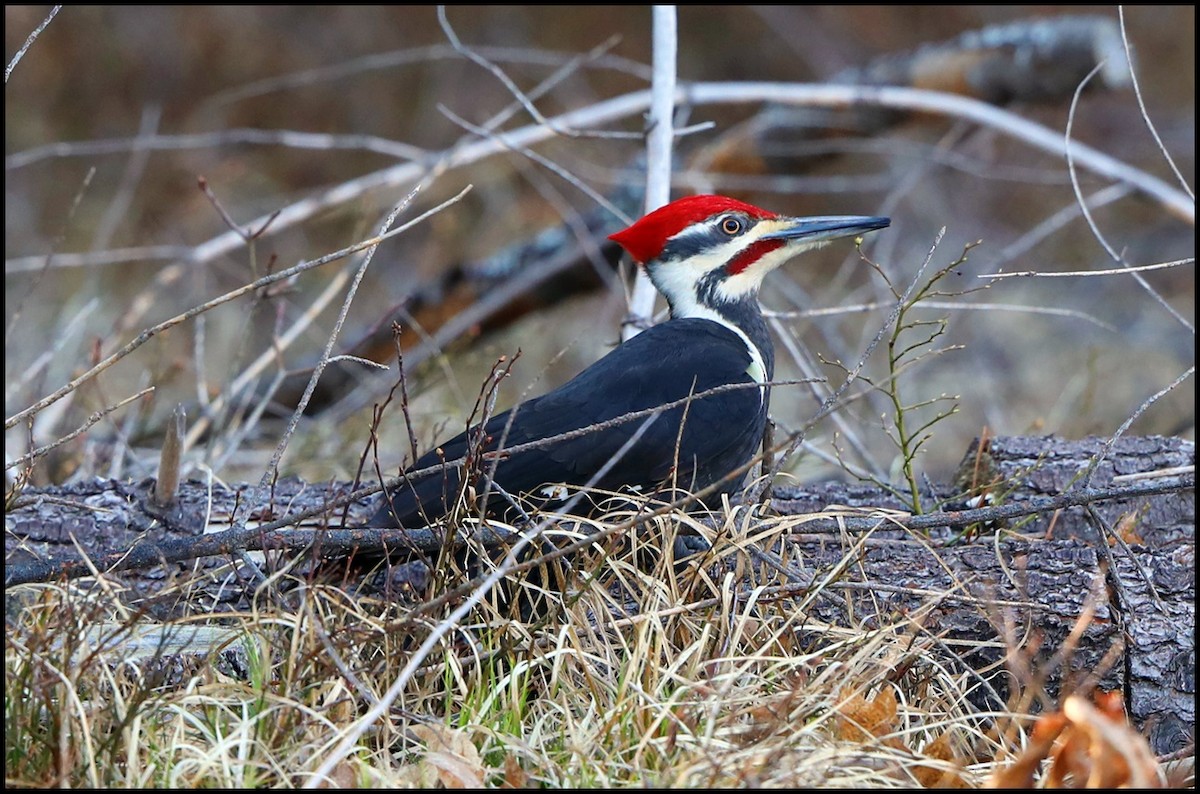 Pileated Woodpecker - Tom Pavlik