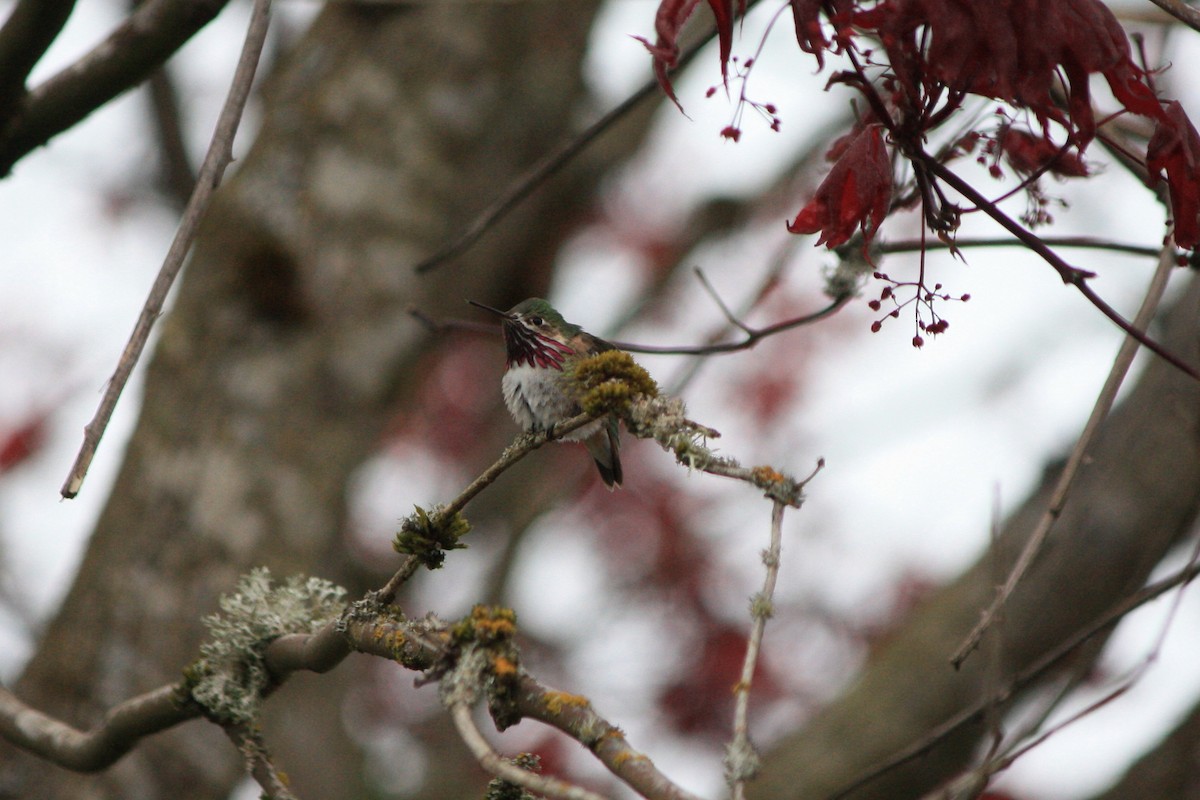 Calliope Hummingbird - ML152889111