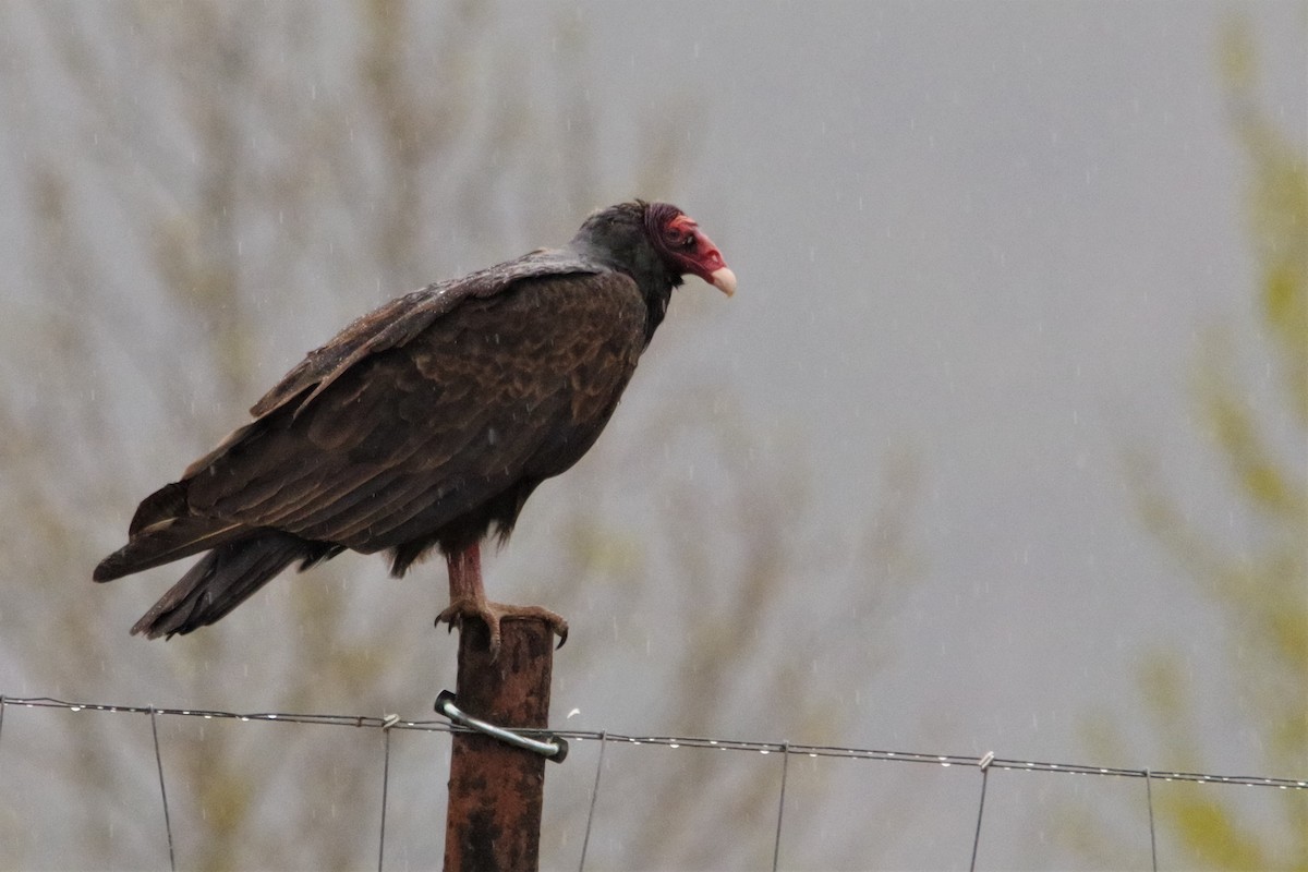 Turkey Vulture - ML152889821
