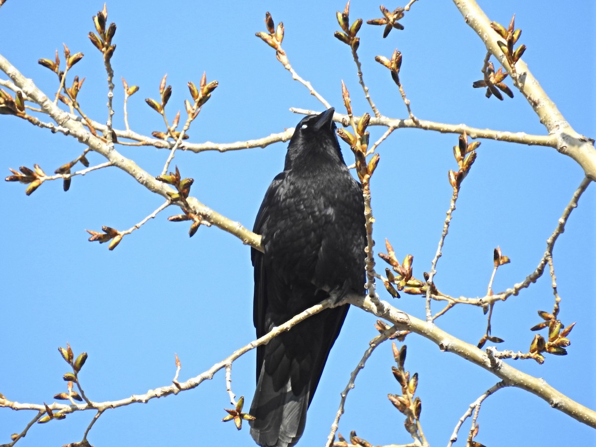 American Crow - . .