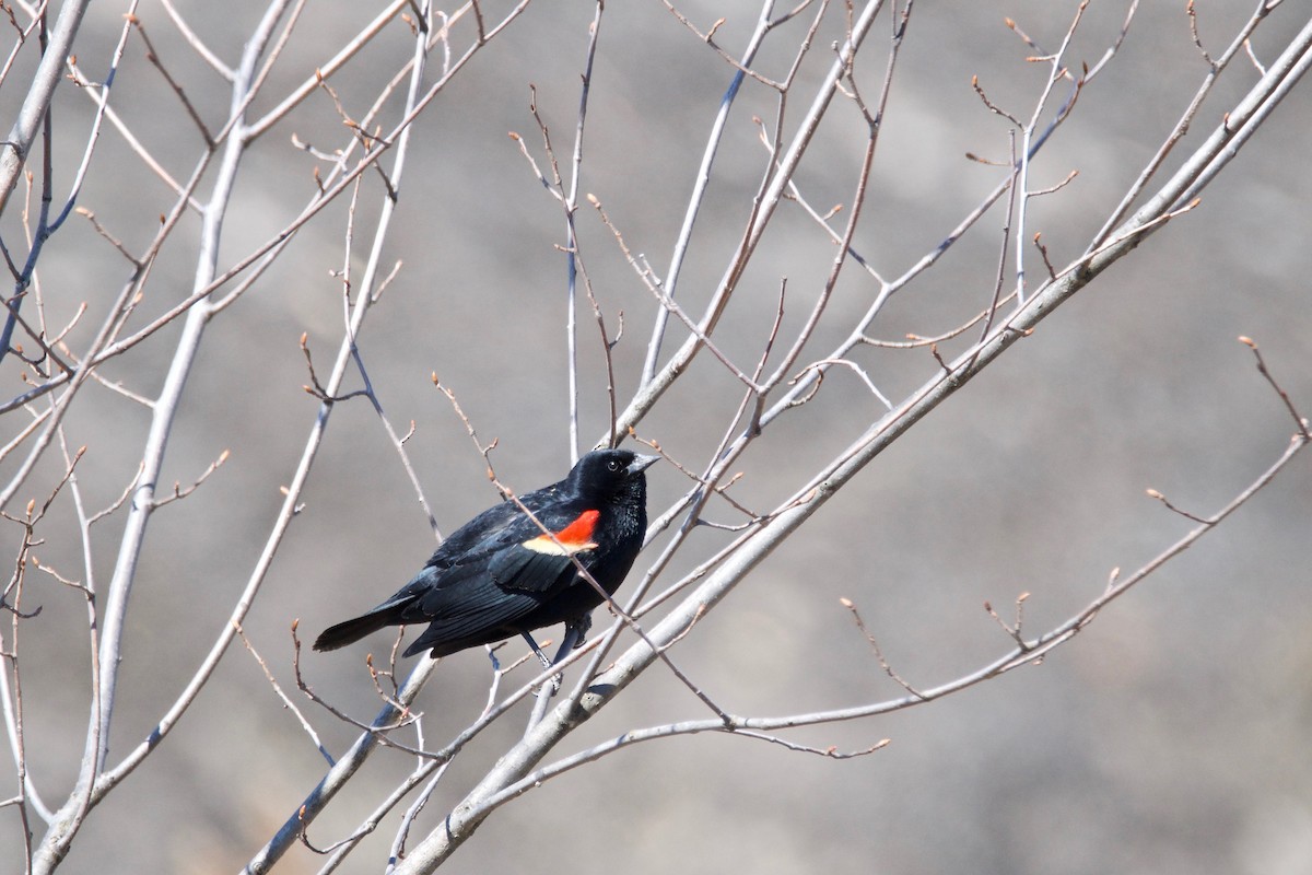 Red-winged Blackbird - Vincent Marcoux