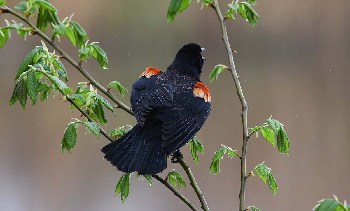 Red-winged Blackbird (Red-winged) - Sean Sime
