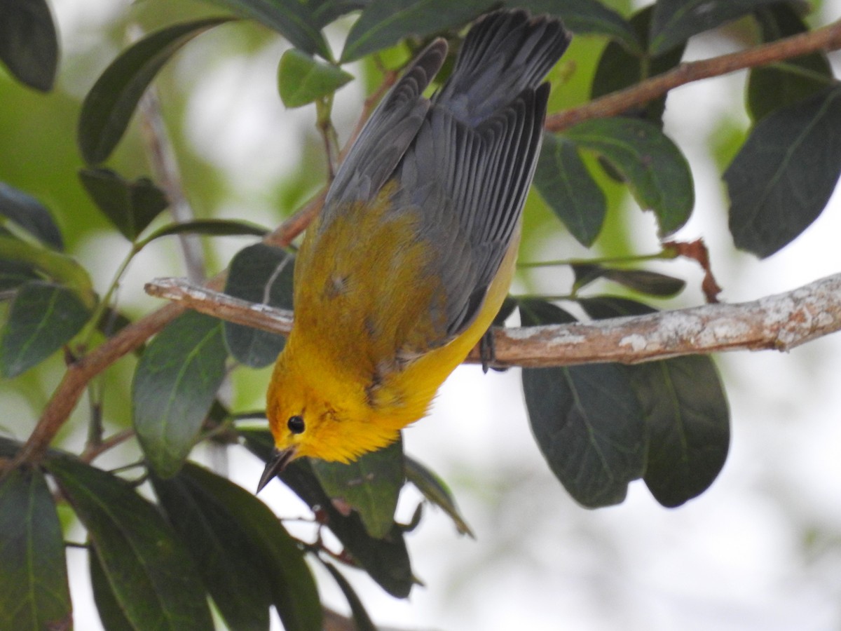 Prothonotary Warbler - ML152890561