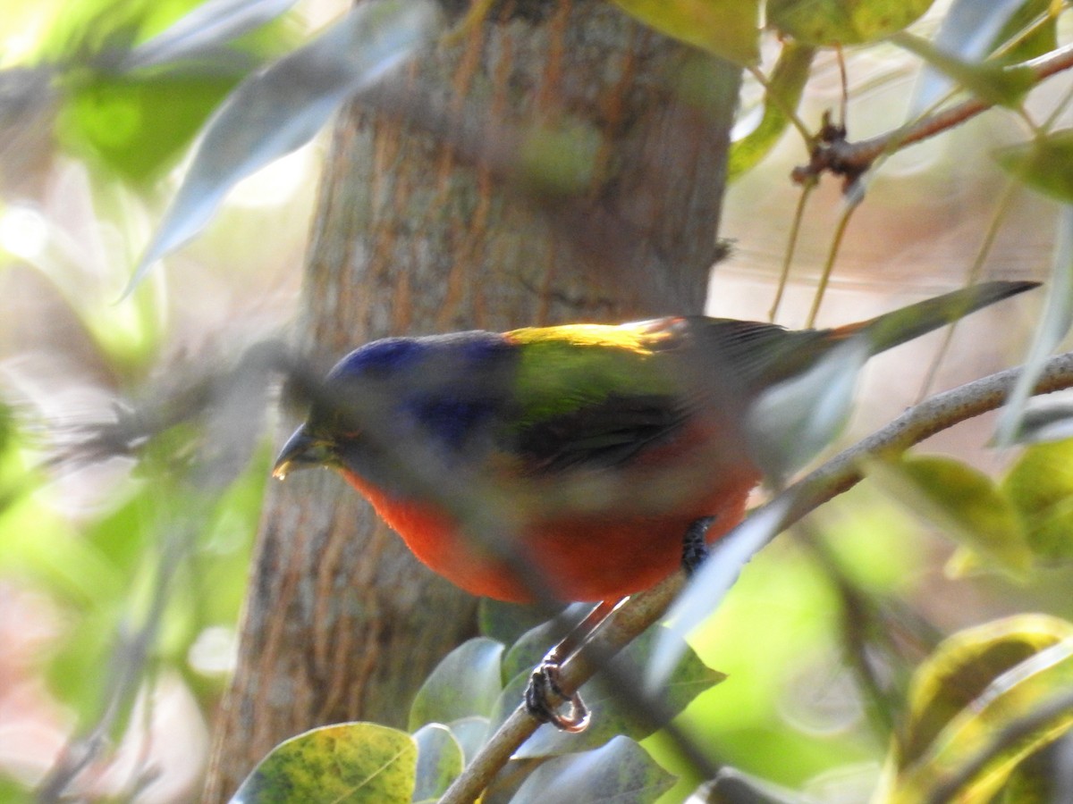 Painted Bunting - ML152890961