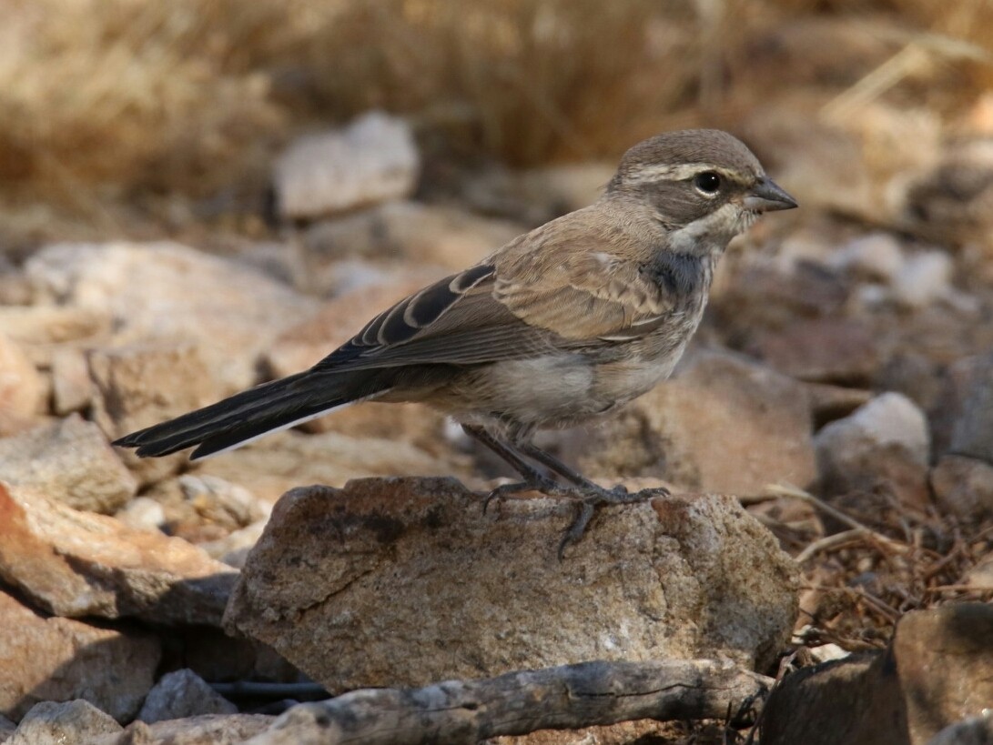 Black-throated Sparrow - ML152891181