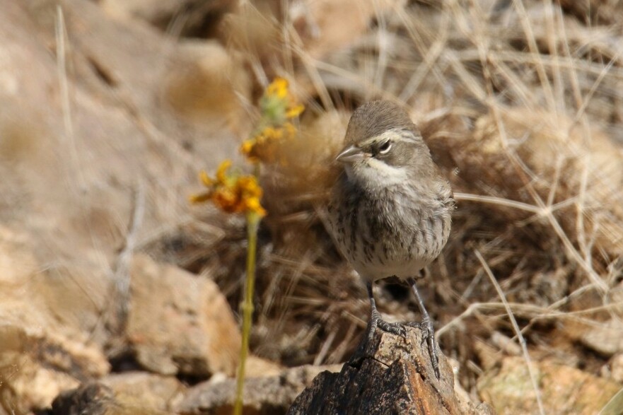 Black-throated Sparrow - ML152891211