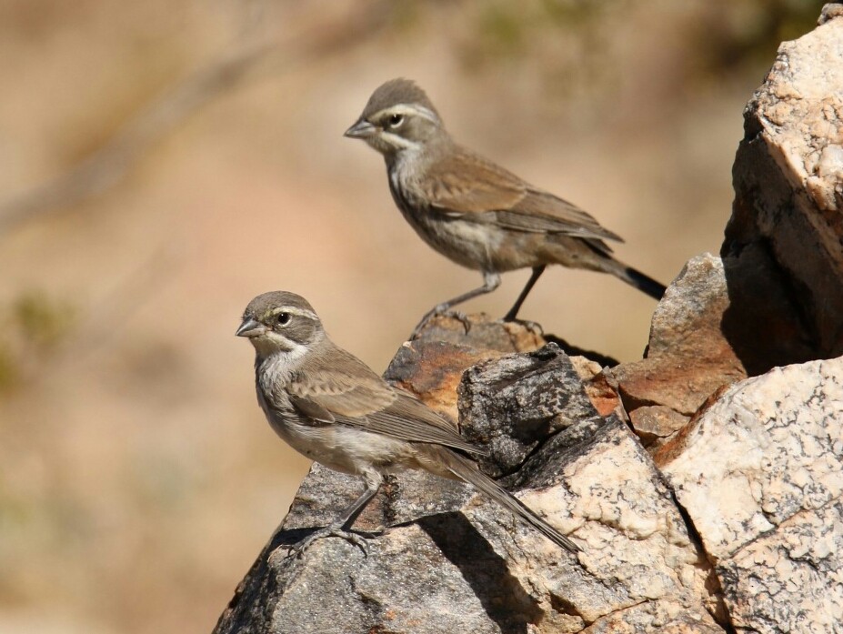 Black-throated Sparrow - gord smith