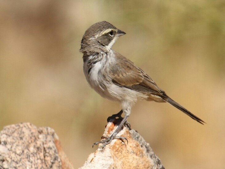 Black-throated Sparrow - ML152891301
