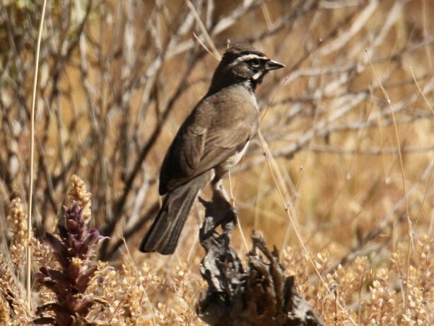 Black-throated Sparrow - ML152891331