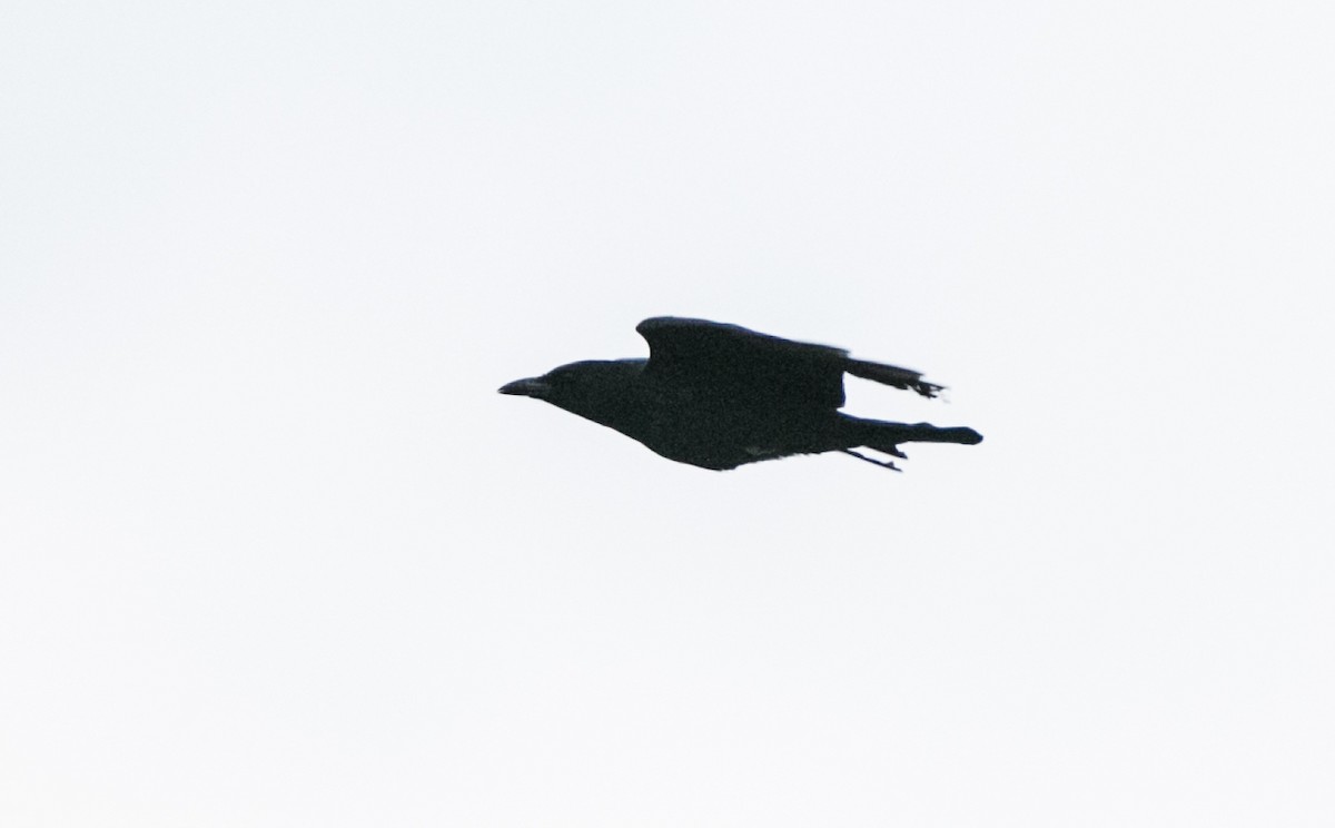 crow sp. - ML152891651