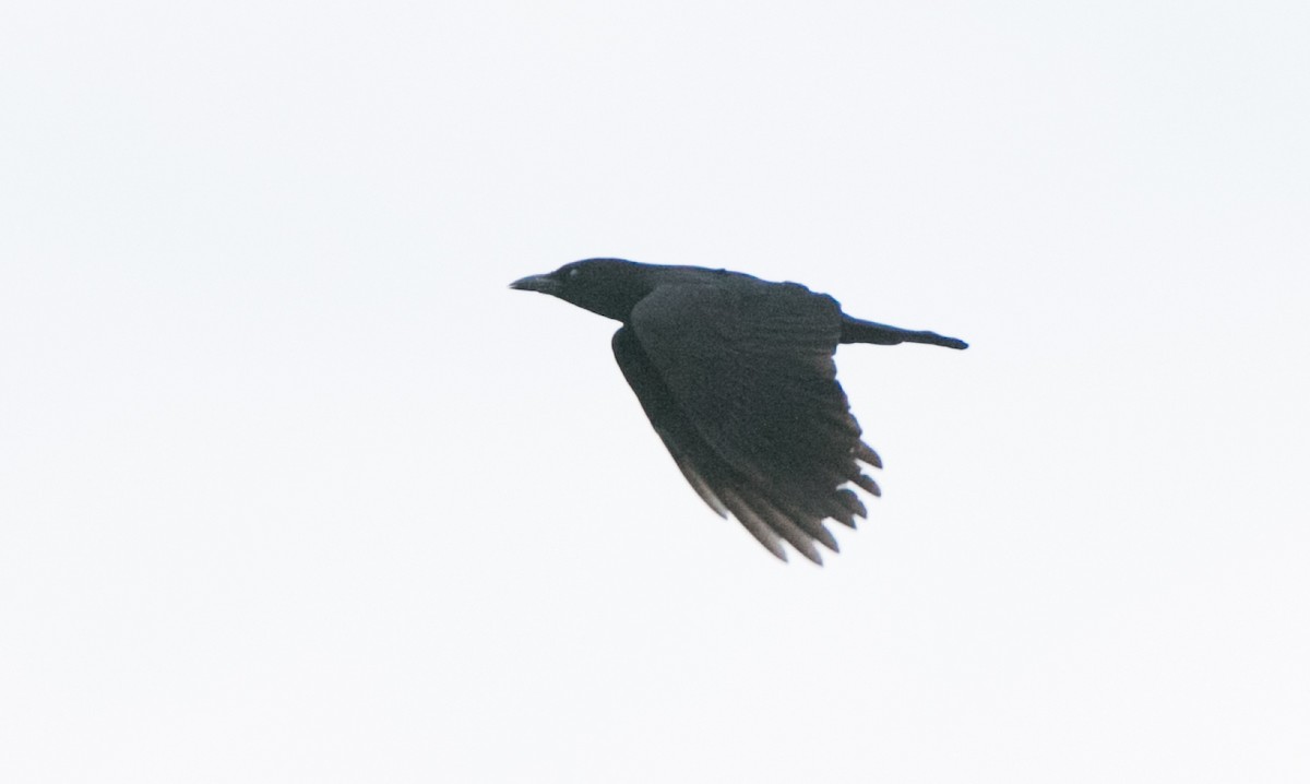 tanımsız karga (Corvus sp.) - ML152891661