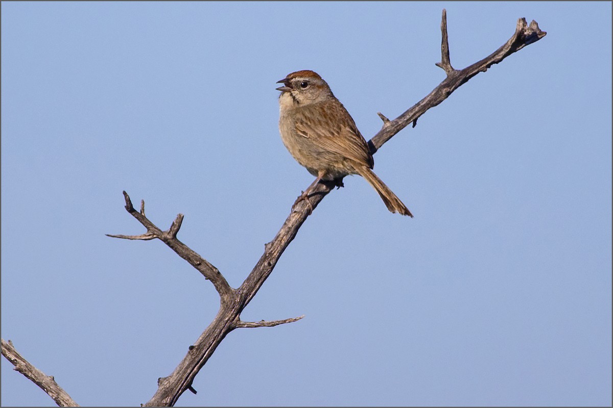 Rufous-crowned Sparrow - Judi Hwa