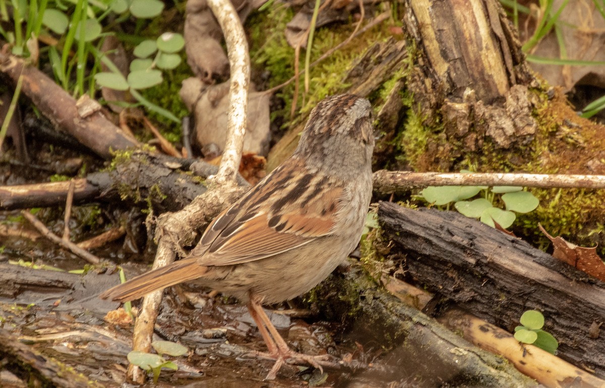 Swamp Sparrow - ML152892271