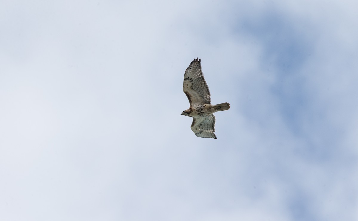 Red-tailed Hawk - ML152892711