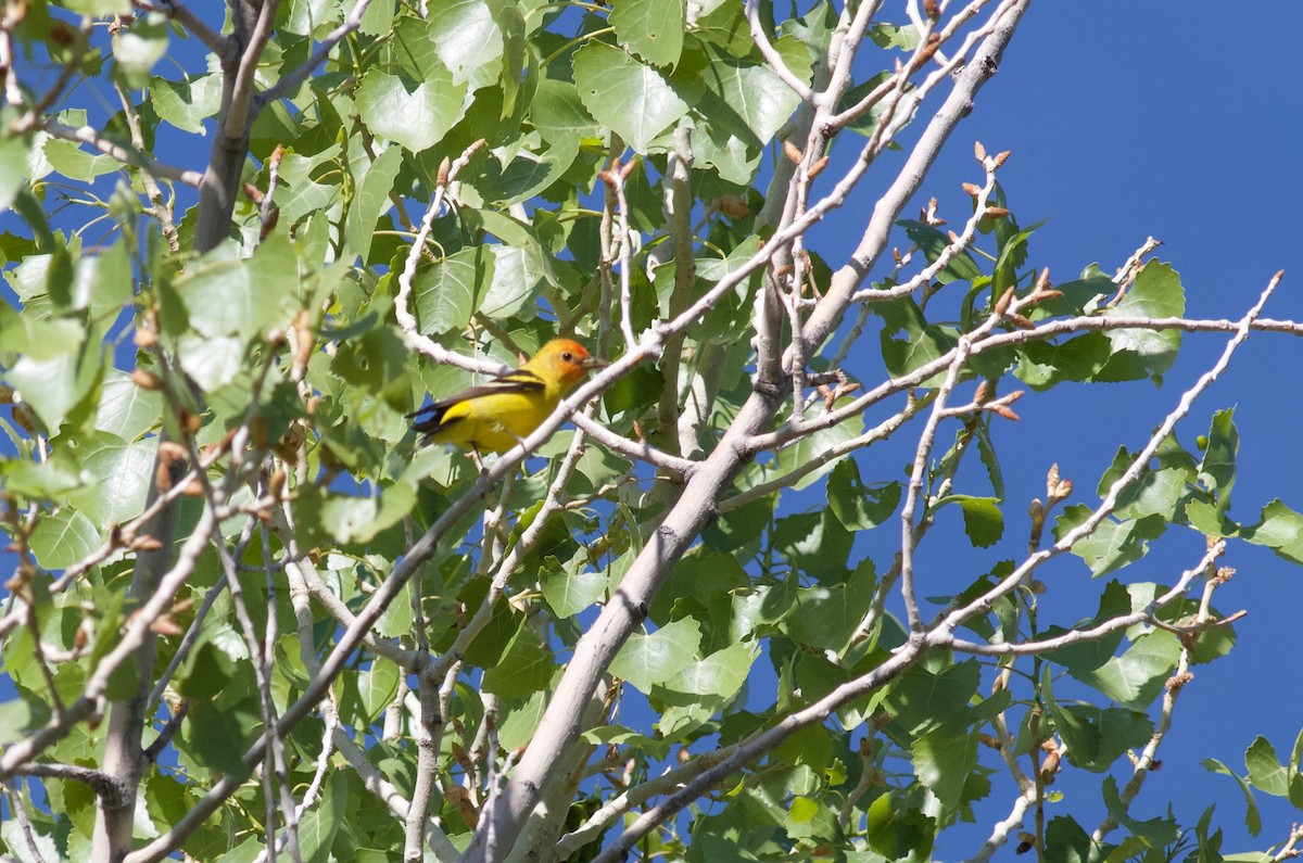 Western Tanager - ML152893091