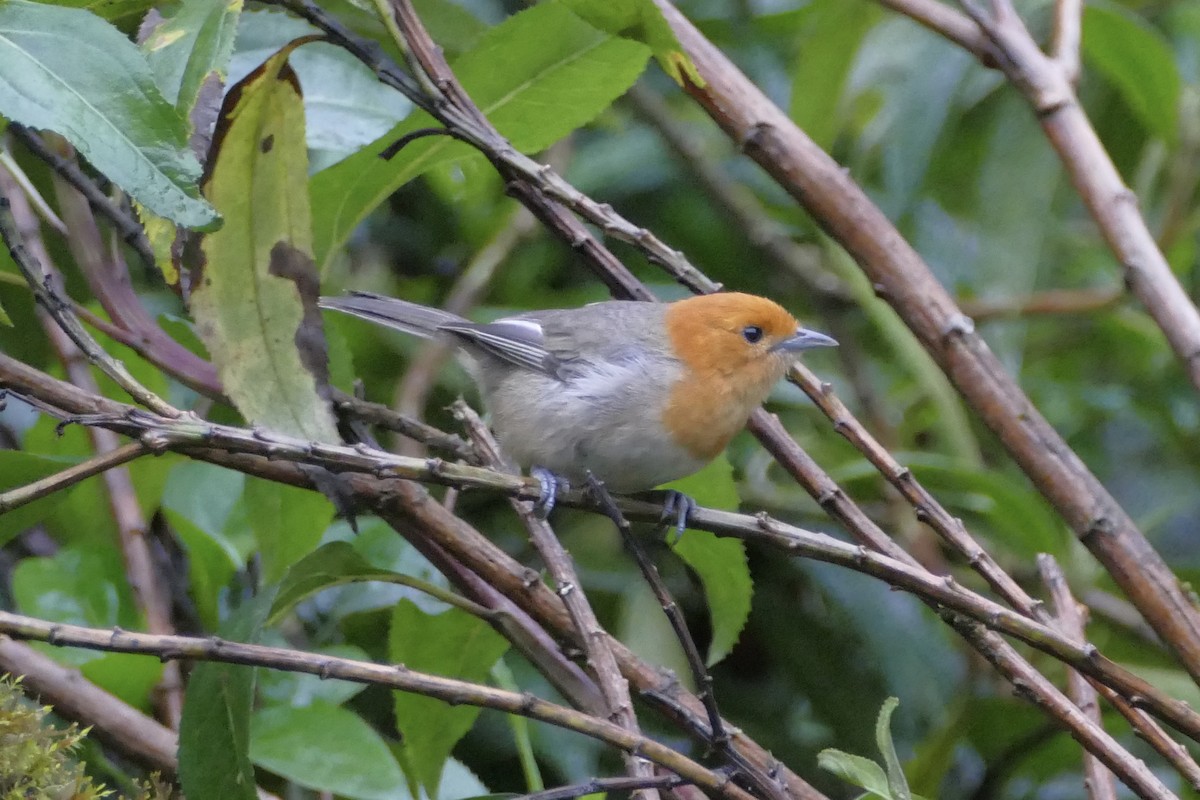 Brown-flanked Tanager - ML152894021