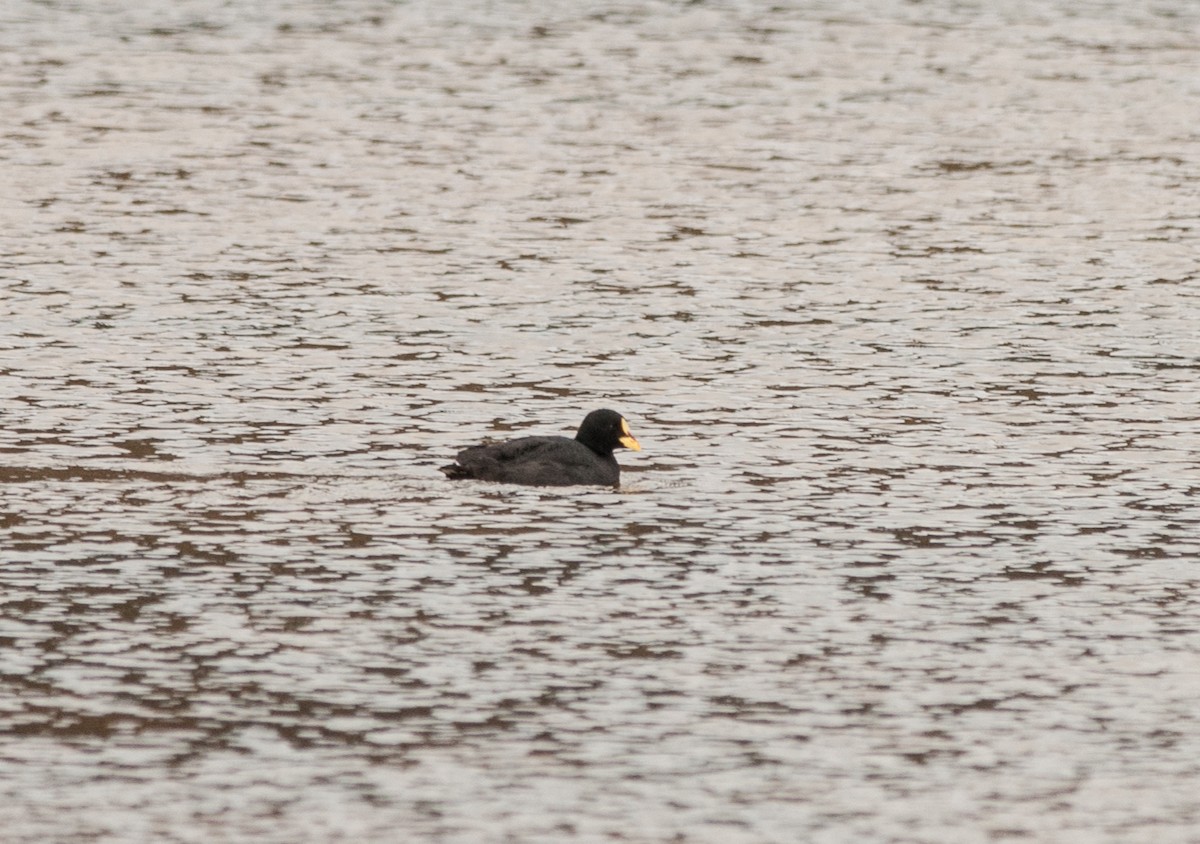 Red-gartered Coot - ML152894141