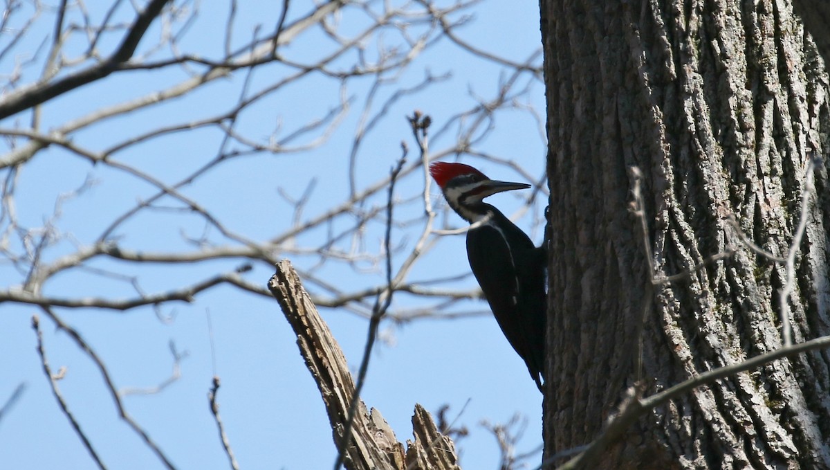 Pileated Woodpecker - Kyle Gage