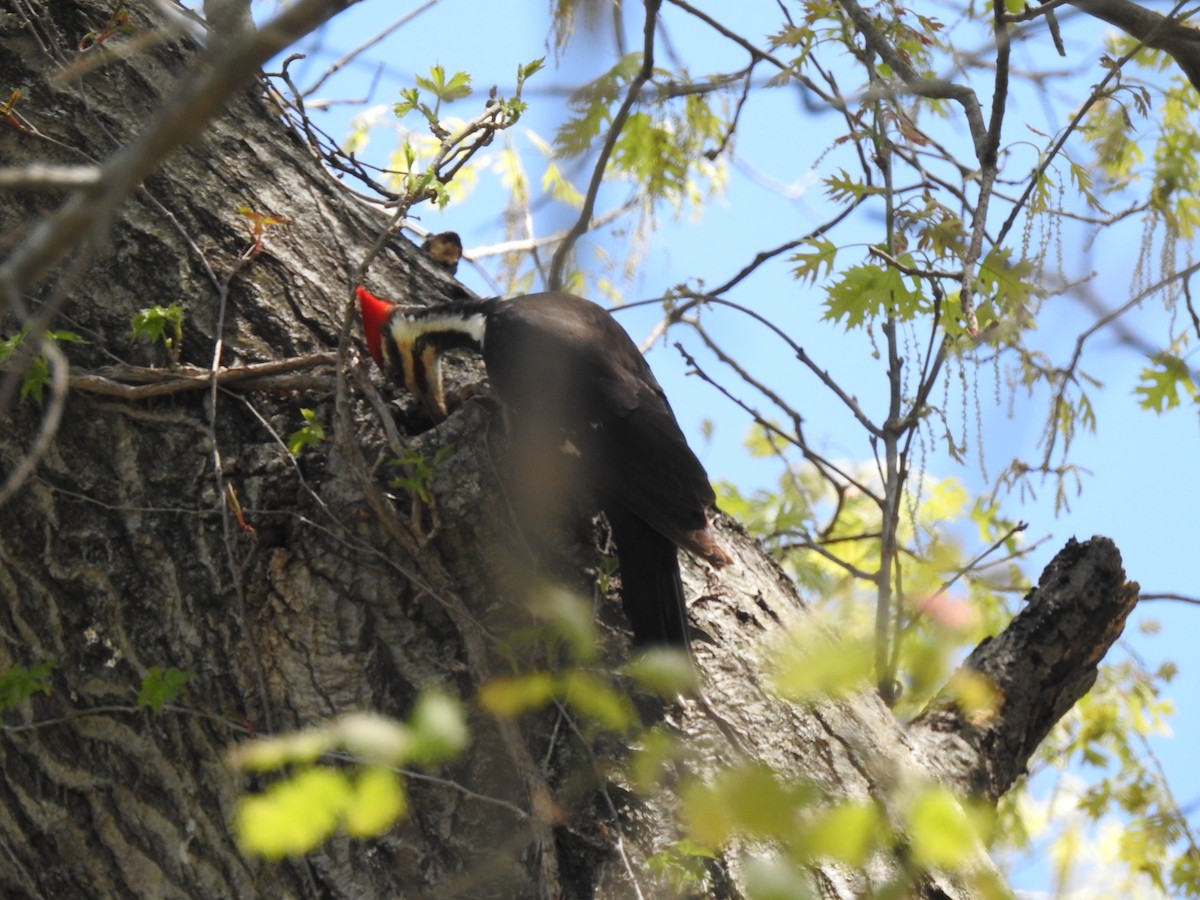 Pileated Woodpecker - Mike Thelen