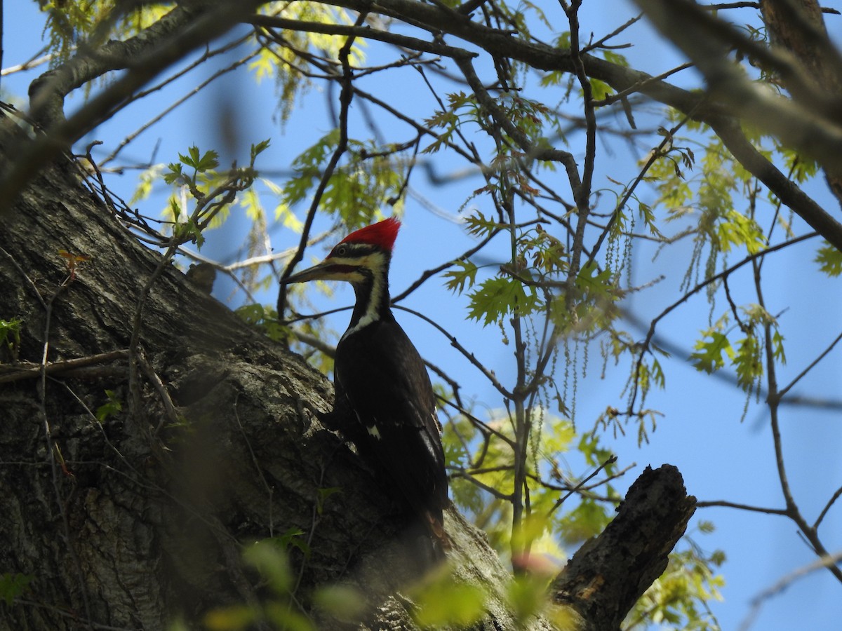 Pileated Woodpecker - Mike Thelen