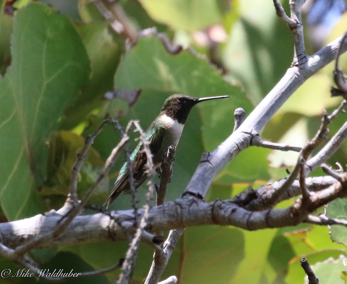 Ruby-throated Hummingbird - Mike Waldhuber