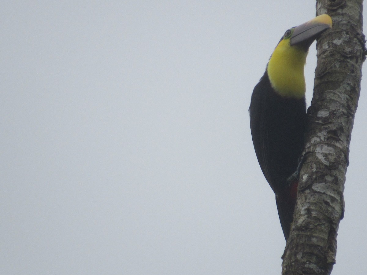 Yellow-throated Toucan (Chestnut-mandibled) - ML152896811