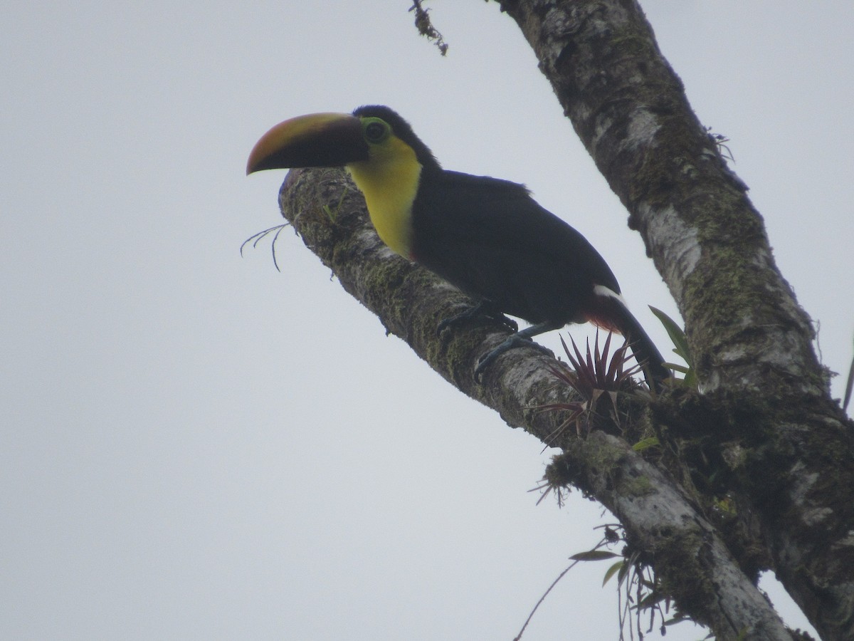 Yellow-throated Toucan (Chestnut-mandibled) - ML152896831