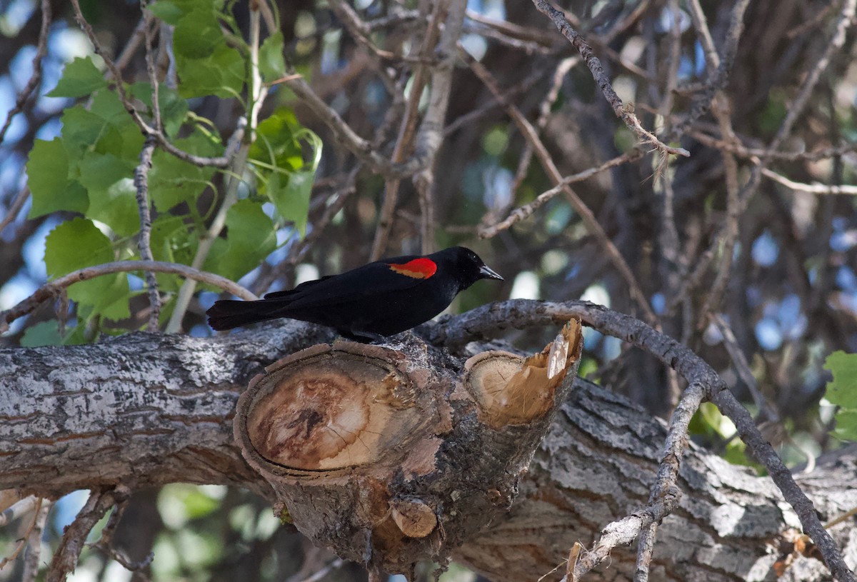Red-winged Blackbird - Ryan Terrill