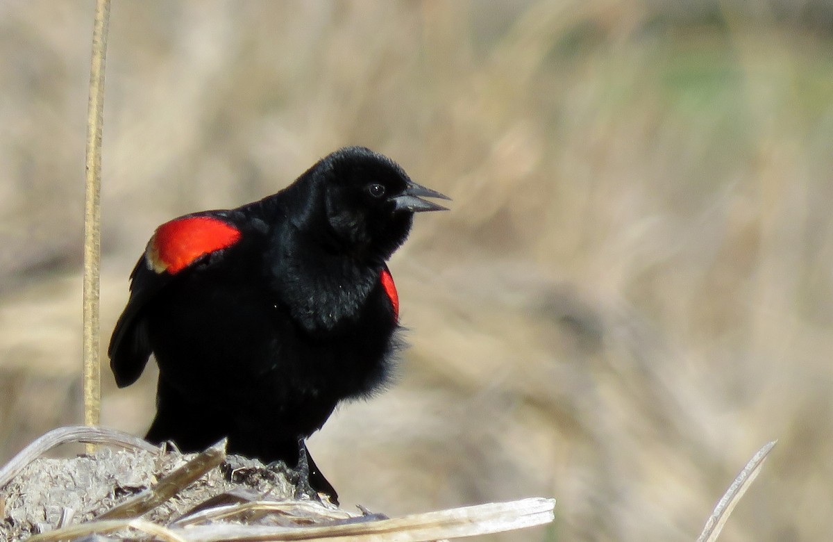 Red-winged Blackbird - Ricardo Barrios