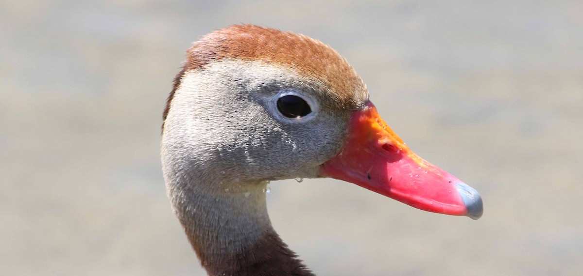 Black-bellied Whistling-Duck - Jason Rieger