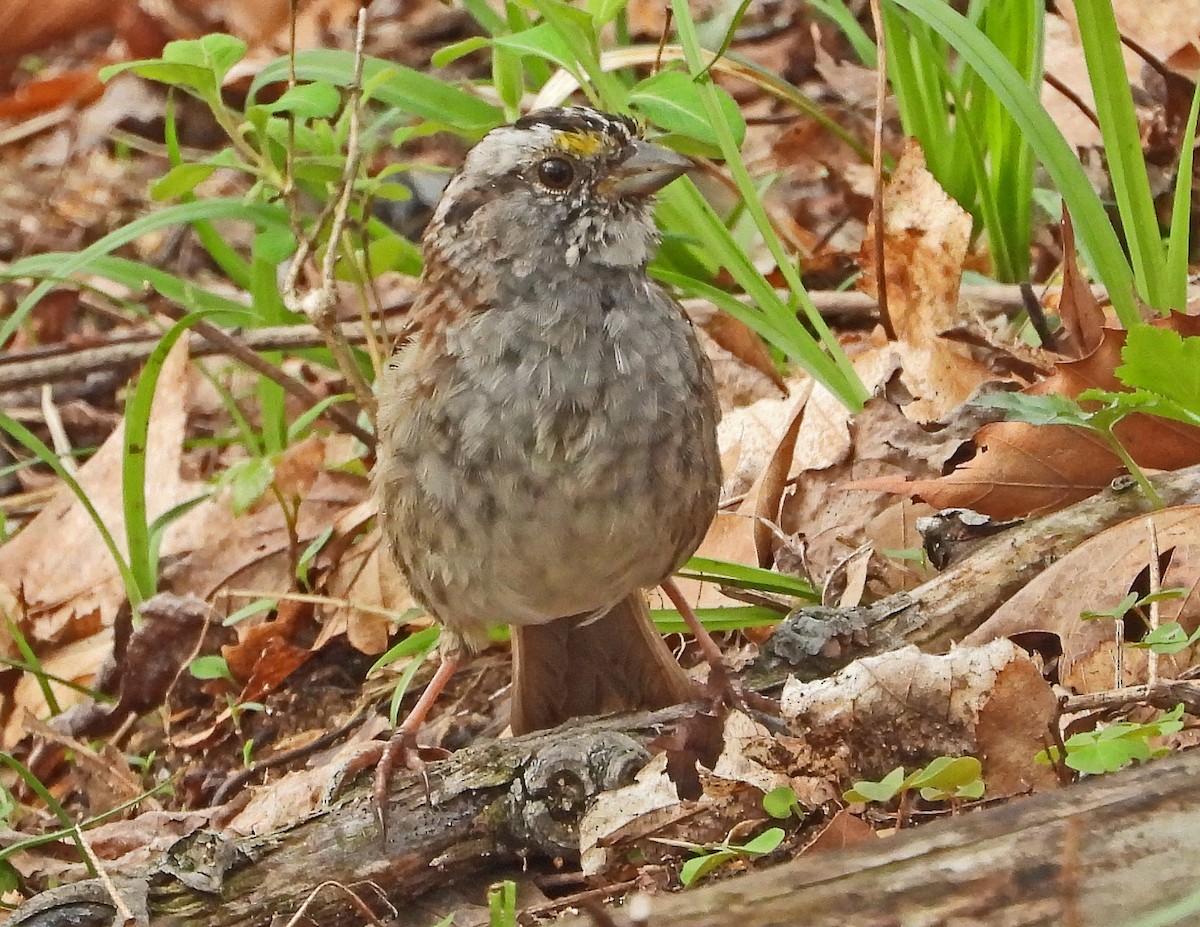 White-throated Sparrow - Aubrey Merrill