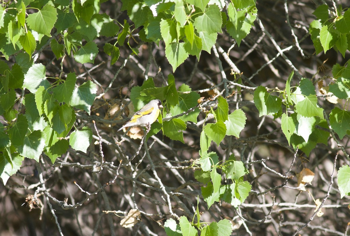 Lawrence's Goldfinch - ML152897751